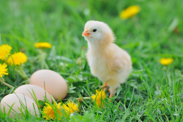 Schönes kleines Huhn auf grünem GrasxA