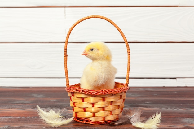 schönes kleines Huhn im Nest