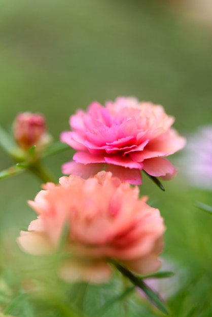 Schönes kleines rosa Blumenfeld mit weichem Pastellhintergrund im sonnigen Tag, Common Purslane