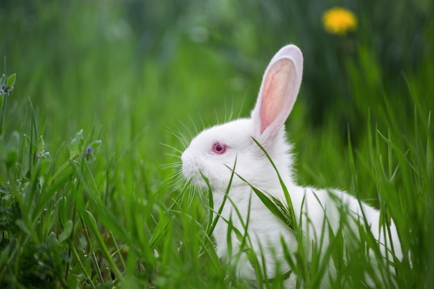 Schönes kleines weißes Kaninchen im Gras