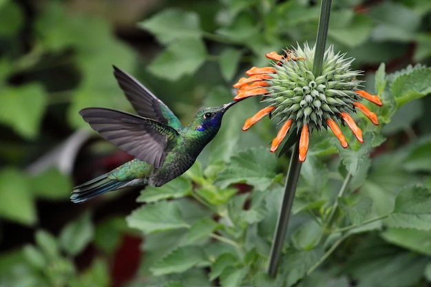 schönes Kolibri-Tier auf einem Foto, es war eine sehr schöne Aufnahme