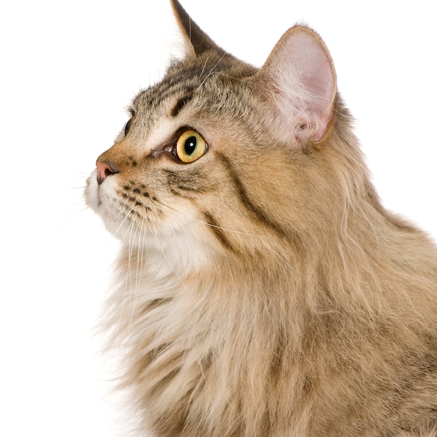 Schönes Kreuzungs- oder Mischlingskatzenporträt isoliert