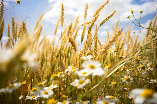 Schönes ländliches Feld mit Luzerneblumen an einem hellen Frühlingstag