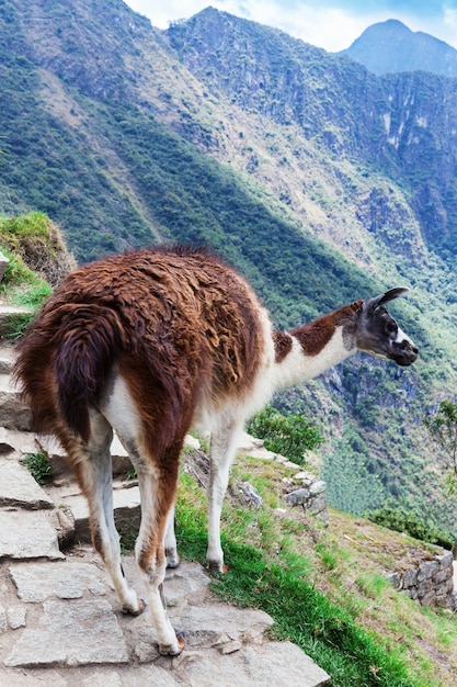 Schönes Lama auf dem Weg