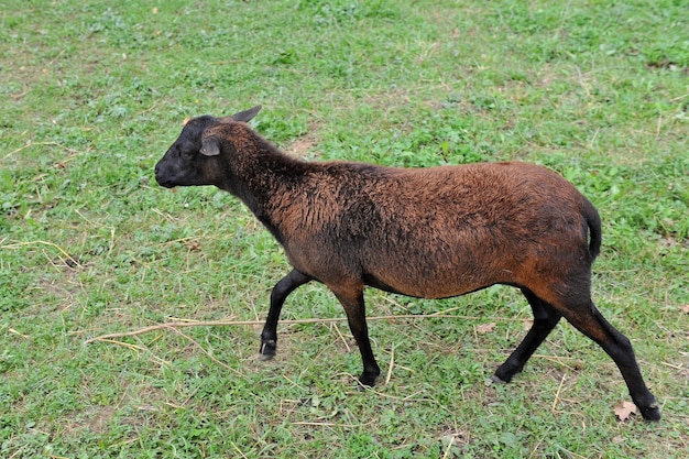 Foto schönes lamm mit braunem fell auf der weide