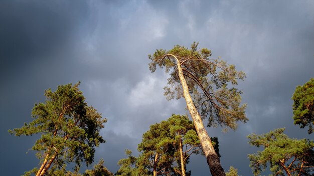 Schönes Landschaftsbild der hohen Kiefer im Wald gegen dunklen Himmel mit schweren regnerischen Wolken