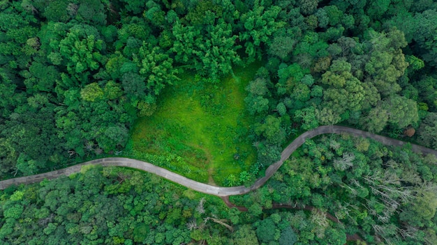 Schönes Landschaftsbild mit Blick von oben auf die gekrümmte Straße und den grünen Wald