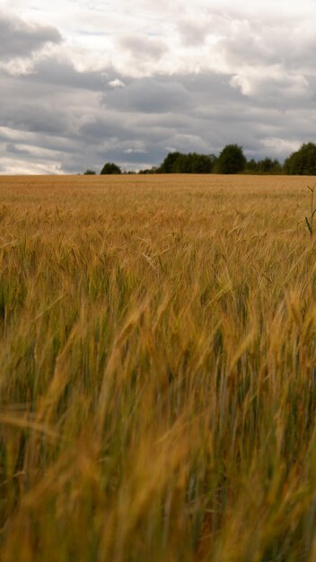 Schönes Landschaftsfeld an einem Sommertag ländliche Szene Nahaufnahme von Weizenohren Weizenfeld