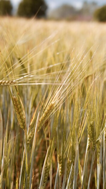 Schönes Landschaftsfeld an einem Sommertag ländliche Szene Nahaufnahme von Weizenohren Weizenfeld