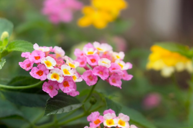 Schönes Lantana camara blüht im Garten.