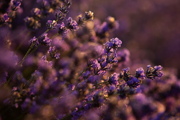 Schönes Lavendelfeld bei Sonnenaufgang mit lila Blumenhintergrund