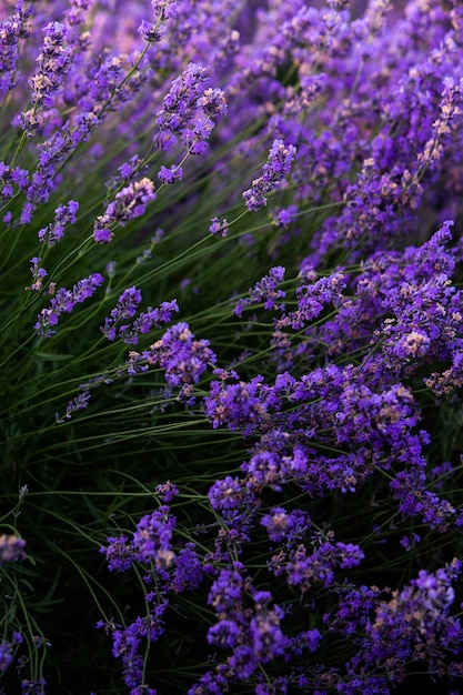 Schönes Lavendelfeld bei Sonnenaufgang mit lila Blumenhintergrund