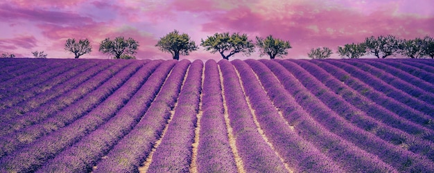 Schönes Lavendelfeld mit bewölktem Himmel, Frankreich, Europa