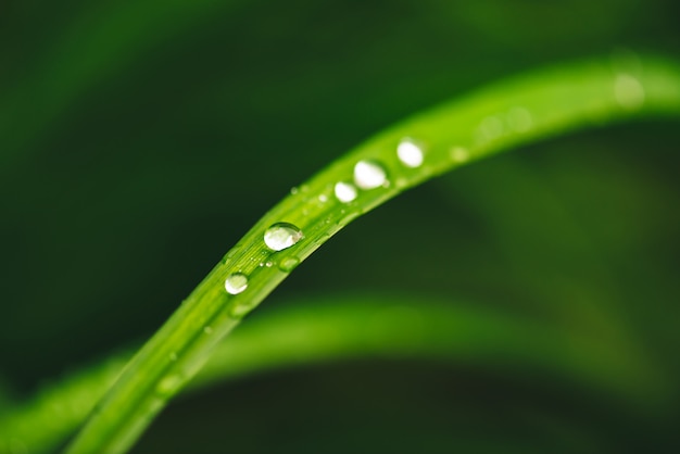 Schönes lebendiges glänzendes grünes Gras mit Tautropfen Nahaufnahme mit Kopierraum. Reines, angenehmes, schönes Grün mit Regentropfen im Sonnenlicht im Makro.