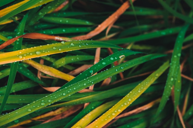 Schönes lebendiges glänzendes grünes und vergilbtes Gras mit Tautropfen Nahaufnahme mit Kopierraum. Reines, angenehmes, schönes Grün. Regen fällt im Makro.