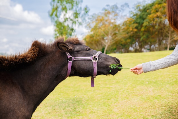 Schönes Mädchen, das ein Pferd speist. Frau, die mit Haustierpferden spielt. Spaß im Freien für Mädchen.