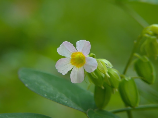 Schönes Makrofoto Oxalis Barrelieri mit natürlichem Hintergrund