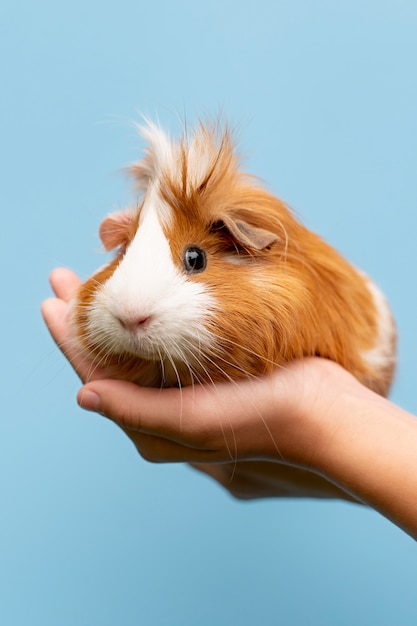 Foto schönes meerschweinchen-haustierportrait