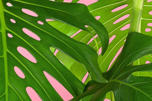 Schönes Monstera-Blatt auf einem rosa Hintergrund.