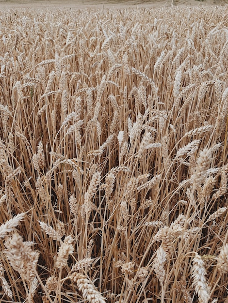 Schönes Muster von Roggenspitzen, Weizenfeld