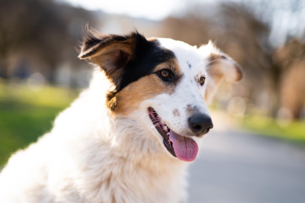 Schönes Nahaufnahmeporträt eines Hundes