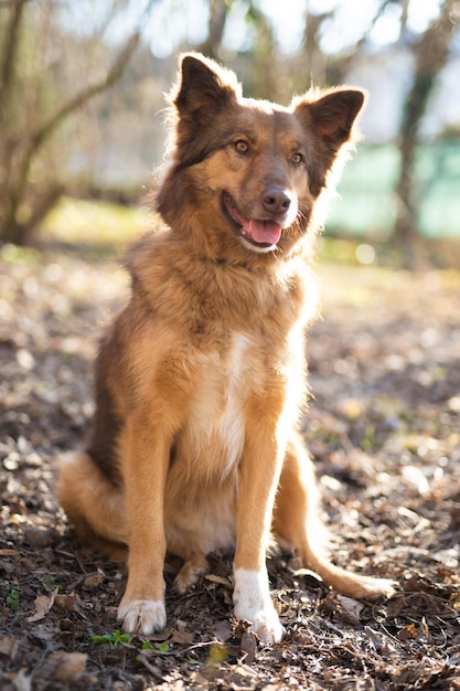 Schönes Nahaufnahmeporträt eines Hundes