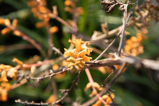 schönes orangefarbenes Blumennahaufnahmefoto und unscharfer Hintergrund