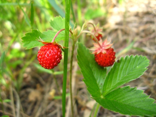 Schönes Paar Walderdbeeren im Wald gefunden