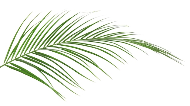 Schönes Palmblatt auf weißem Boden