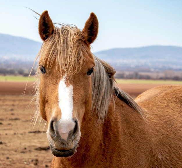 Schönes Pferd aus nächster Nähe, Porträt eines Pferdes auf einem Hintergrund von Bergen