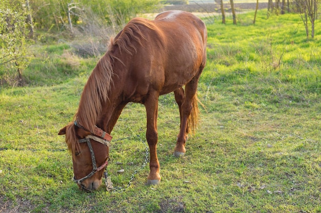 Schönes Pferd, das auf einer Wiese weiden lässt Porträt eines braunen Pferdes