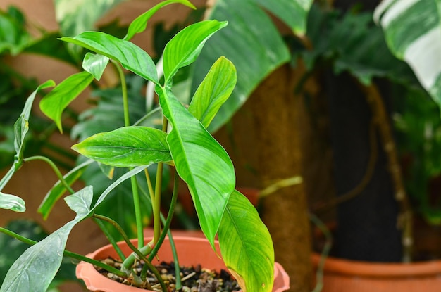 Schönes Philodendron 69686 Blatt im Topf