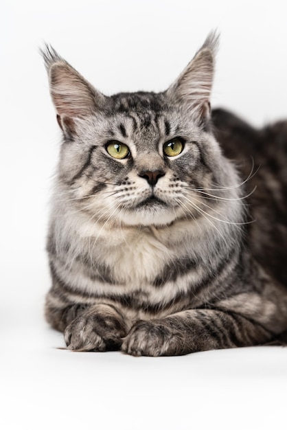 Schönes Porträt der getigerten Maine-Waschbär-Katze, die auf weißem Hintergrund liegt