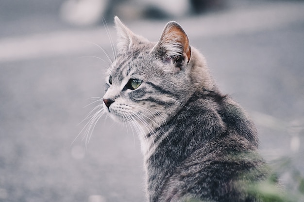 Schönes Porträt einer Katze auf der Straße. Freie Seite für Text