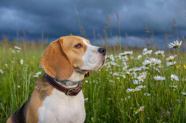 Schönes Porträt eines Beagle-Hundes an einem Sommerabend in einer Wiese mit weißen Gänseblümchen