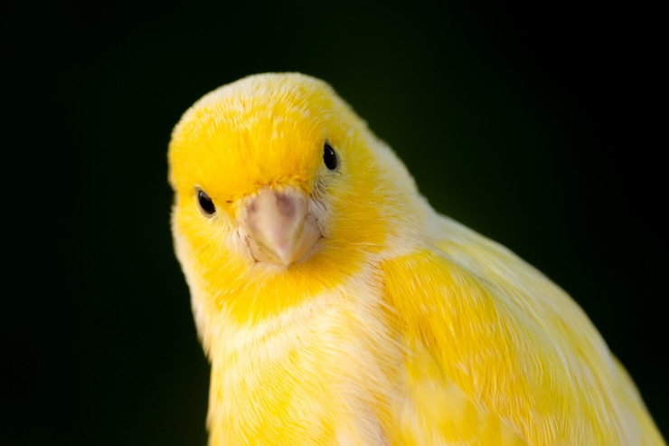 Foto schönes porträt eines gelben kanarienvogels