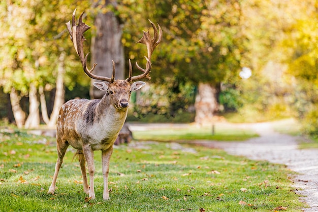 Schönes Porträt eines Hirschkopfes. Rothirsch zwischen Fichten im herbstlichen Wald. Gebärmutterhals