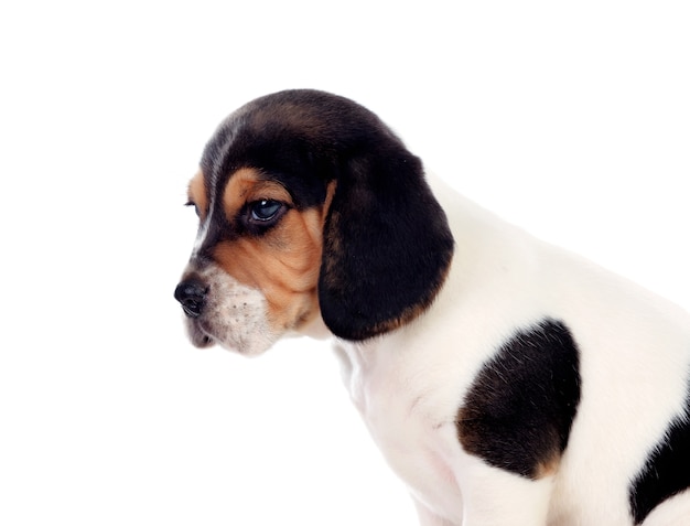 Schönes Porträt eines Spürhunds puppi braun und schwarz