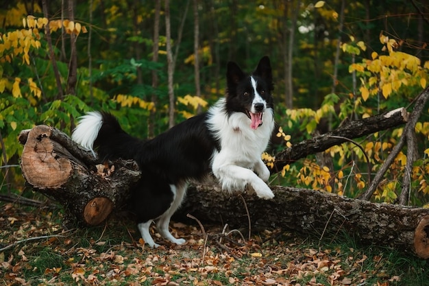 Schönes Portrait von Border Collie im Wald im Herbst, schöne Farben der Blätter