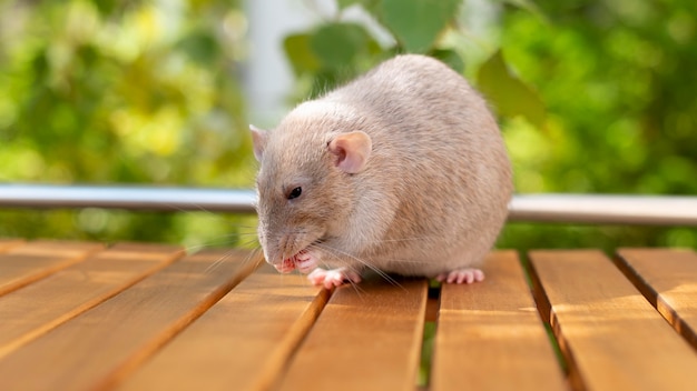 Foto schönes rattenhaustierportrait