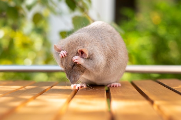 Foto schönes rattenhaustierportrait