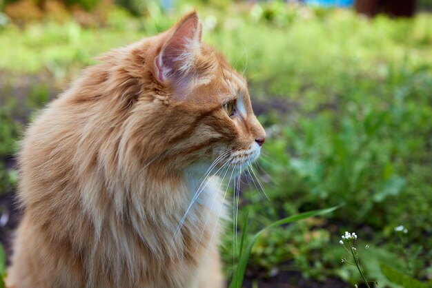 Schönes reinrassiges rothaariges Kätzchen Rasse Kurilian Bobtail Hypoallergene Katzenrasse