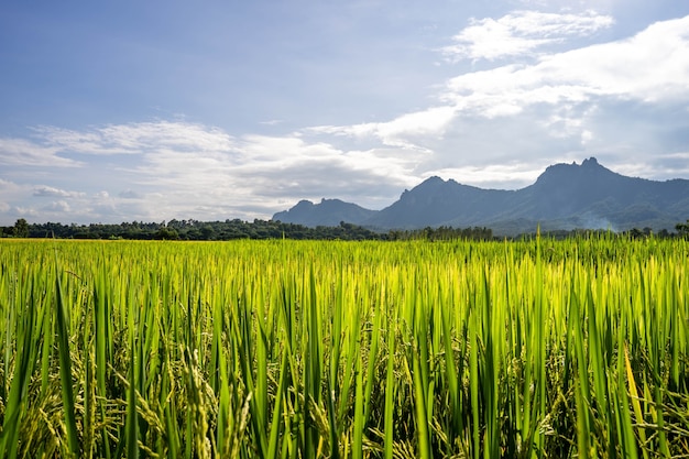 Schönes Reisfeld gegen winzigen Wolkenhimmel.