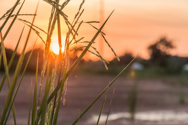 Schönes Reisfeld mit Sonnenlicht im Himmel für Herbst- und Sommerhintergrund