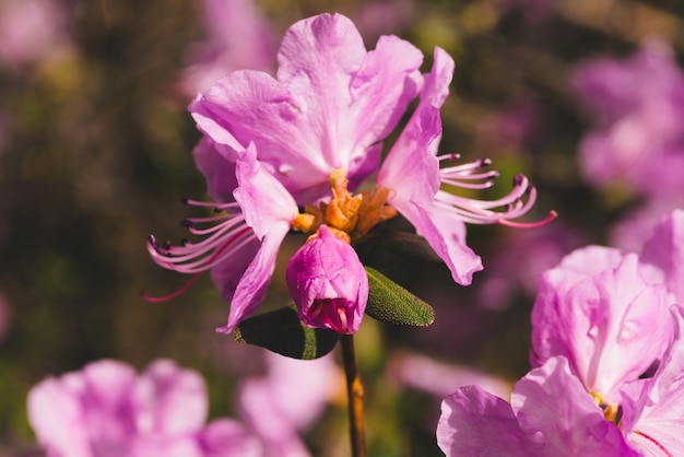 Schönes rosa Ledum, das nah oben blüht.