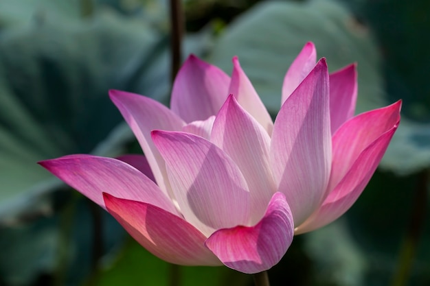 Foto schönes rosa lotus in einem teich