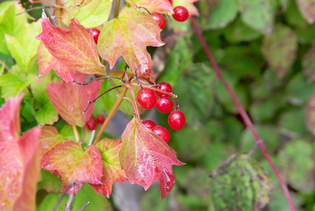 Schönes rotes Beerenherbstmakro