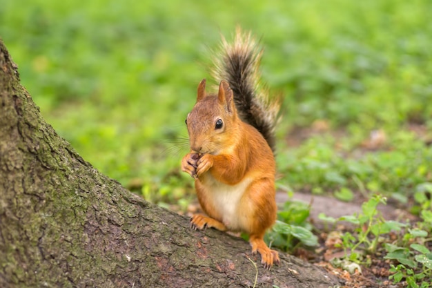 Schönes rotes Eichhörnchen isst Nüsse im Park Nahaufnahme