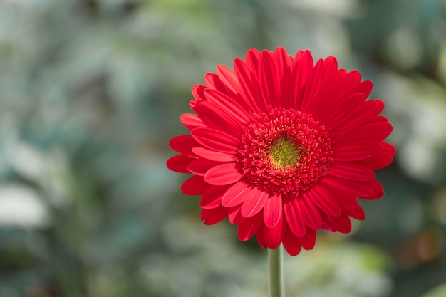 Schönes rotes Gerberagänseblümchen der Nahaufnahme und bunte Pastellblume.