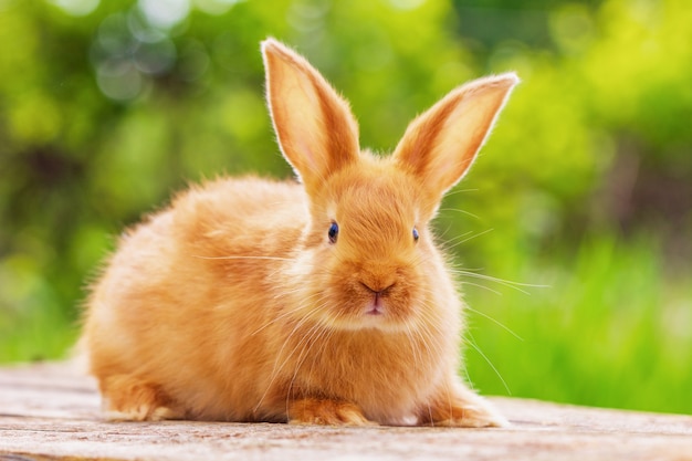 Schönes rotes Kaninchen auf natürlichem grünem Hintergrund